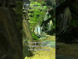 Stunning 2500 litre aquarium