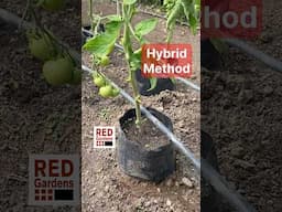 Hybrid Method with Grow Bags #tomato #propagation #polytunnel #eggplant #pepper