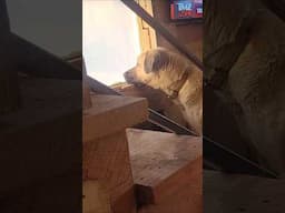 "I don't think I can make it outside Andy" #kangal #cabin #shawshankredemption