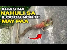 PANOORIN! AHAS na NAHULI sa PAOAY, ILOCOS NORTE may PAA
