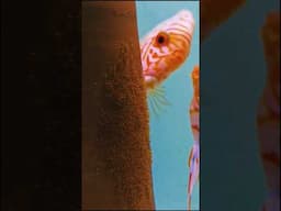 MORE THAN 500 EGGS #discusfish #discusbreeding #shorts