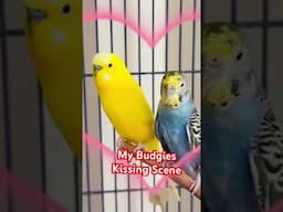 My Budgies Kissing Scene