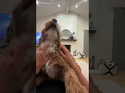 How small of a hole will work for my Puppy?