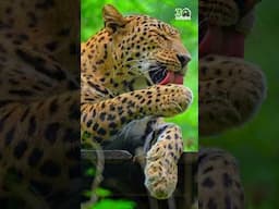 Meet Jaya. There are moments when we simply sit quietly, watching her calm and graceful presence.