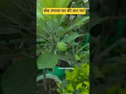सेब उगाया वह भी घर की छत पर! Apple tree in terrace garden #gardening #apple #fruitplants #shorts