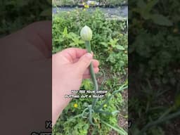 Pull Them Before It’s TOO LATE!