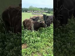 I Planted Too Much Too Soon . . . #covercrops #pasturedpigs #soilhealth