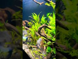 Excited to show you this one🐟🌱 #plantedtank #aquascape #aquarium
