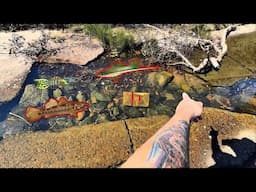 Catching Aquarium Fish with a Trap – Gold Coast & Brisbane Urban Fishing