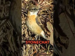 This Extremely RARE Asian Bird Ended Up in Houston, Texas!