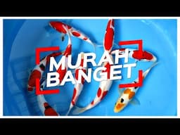 MURAH BANGET, IKAN KOI BLITAR BERKUALITAS CUMA DIJUAL 400 RIBUAN | MBOK SINGGAH