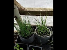 Planting Our Heirloom Onion Seeds And Seed Snails
