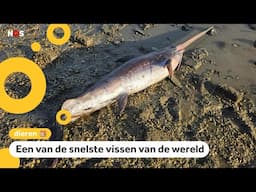Zeldzame zwaardvis aangespoeld aan Nederlandse kust