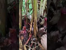 #dayakterbaru #youtubeshorts #nature #gadisdayak #pesonagadisdayak #dayak