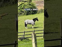 Rare exotic sighting in Wales? #rural #farming #Equestrian #zebra #horse #humor #comedy #llangollen