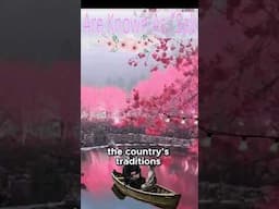 Cherry Blossoms In Japan - A thousand Years Of Beauty