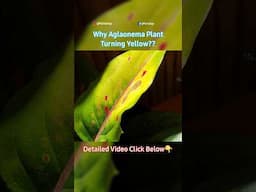 Why Aglaonema Plant Turning Yellow? - Aglaonema Plant Care Part 5