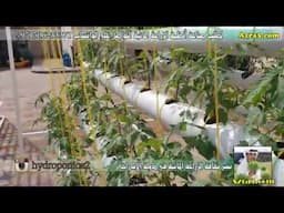 الزراعة المائية في الامارات مستقبل الزراعات uae640plus