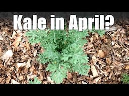 Harvesting Kale in April?