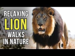 1 Hour of Relaxing LION WALKS 4K | The Lion Whisperer