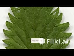 Unleash the Power of Stinging Nettles: Tips for Spring Foraging & Their Uses