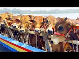 cow unloading, cow videos, cow video, animal, big cow, goru hamba cow, Ep-223