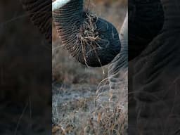 Elephant close ups!! #elephant #wildlife