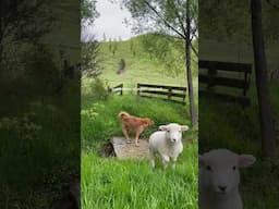 sometimes I forget I can just… #homestead #countrysidelife