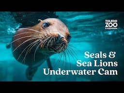 Seals & Sea Lions, LIVE | Toledo Zoo