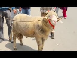 Eid preparations in full swing!Sacrificial animals in South Kashmir fetching prices up to ₹ 90,000/~