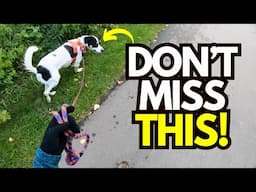 Try This EASY Tip to Instantly Improve Leash Walking