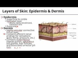 Integumentary System Basics