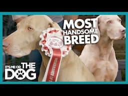 Meet Riley: The £950 Per Date Stud Dog!