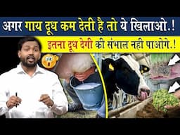 अगर आपकी गाय दूध कम देती है तो ये खिलाओ, दूध इतना देगी की संभाल नहीं पाओगे
