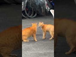 Singapore cat fight! What do you think it’s about? #sg #singapore