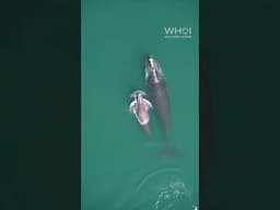 North Atlantic Right Whales Spotted in Cape Cod Bay!