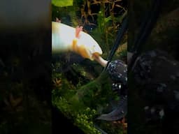 my AXOLOTLS tried to SHARE a worm!