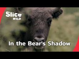 Romania and the Spirit of the Bear | SLICE WILD