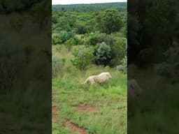 LIONS Go Running! #cat #wildlife #fun