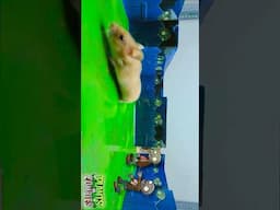 Hamster overcome obstacles escape from pacman Game maze p3 #hamsterstories #hamsterfunny #shorts