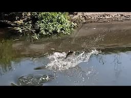 Sight Fishing Suspended Fish With A Free line