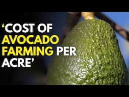 Is Avocado Farming Worth It? (Cost vs Profit Analysis)