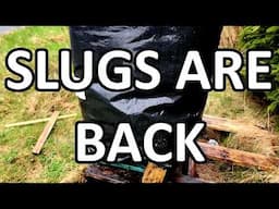Slugs