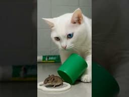 Rat Spotted in the Bathroom! The Cat Did THIS with Toothpaste…! 🐭😱 #cat