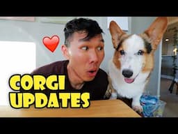 CORGI Dog Updates ❤️ || Life After College: Ep. 794