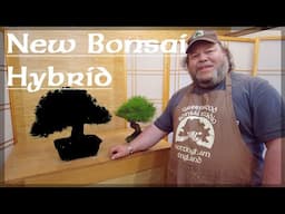 New Bonsai Hybrid - Greenwood Bonsai