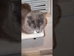 Zelda's Story #shorts #cats