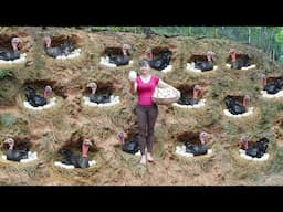 Build Many Nest For Pheasants To Lay Eggs - Harvest Big Pheasant Eggs Goes To Market Sell
