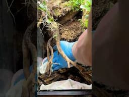I DESTROYED MY VIVARIUM