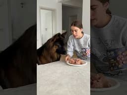 Testing My GSD’s Protective Instincts During a Fake Break-In